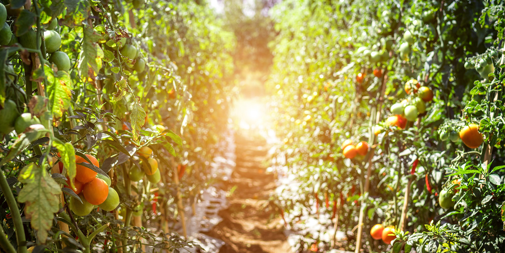 The main difference between organic food and its non-organic counterpart is how the food is produced. How are you fueling your body each day?