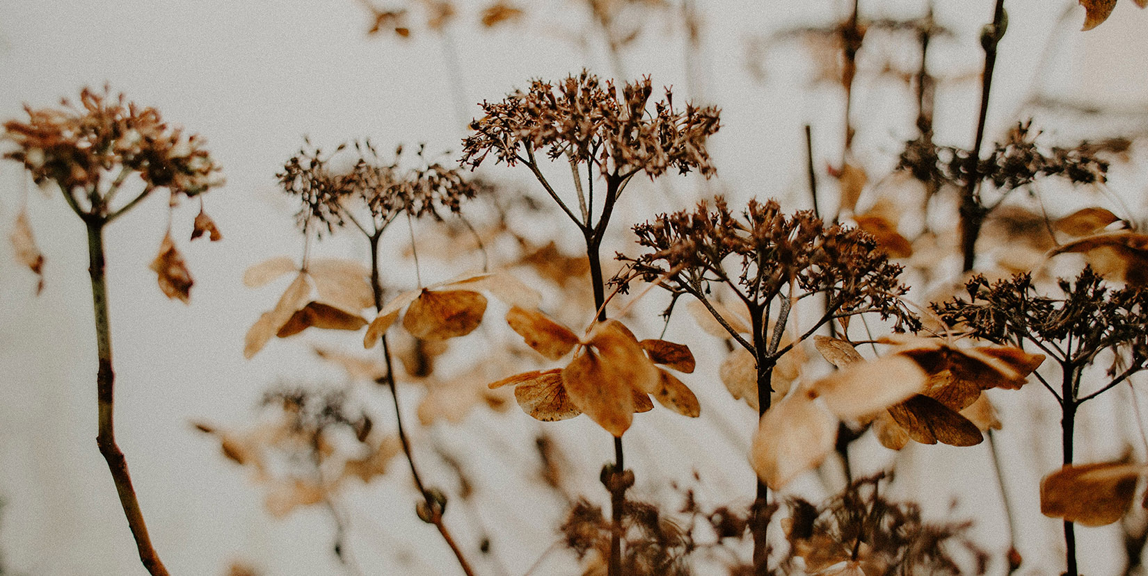 fall allergies